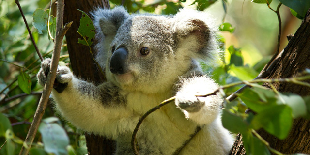 Фото. Koala challenge